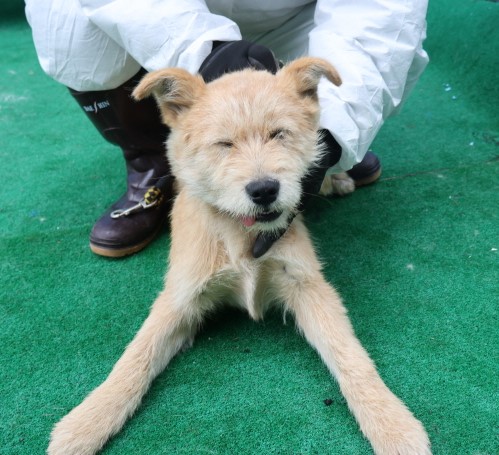 제주 동물보호센터_450650202500530